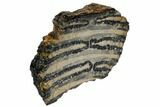 Mammoth Molar Slice With Case - South Carolina #106430-2